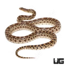 Gopher Snakes (Pituophis catenifer catenifer) For Sale - Underground Reptiles