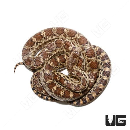 Female Pacific Gopher Snake, a non-venomous reptile with distinctive brown and tan patterned scales.
