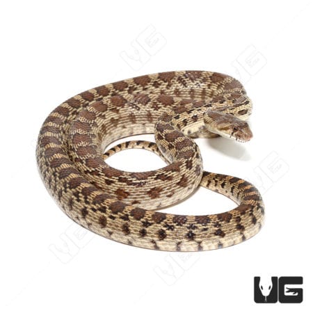 Gopher Snakes (Pituophis catenifer catenifer) For Sale - Underground Reptiles