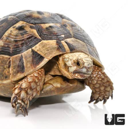 Greek Tortoises (Testudo graeca) For Sale - Underground Reptiles