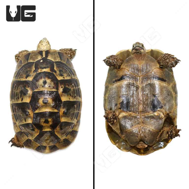 Greek Tortoises For Sale - Underground Reptiles