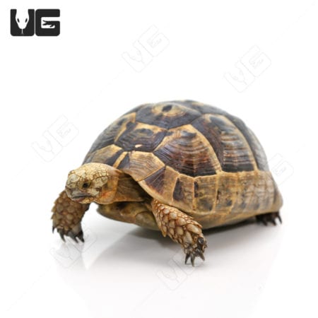 Giant female Greek tortoise with detailed shell pattern, ideal for reptile enthusiasts and collector.