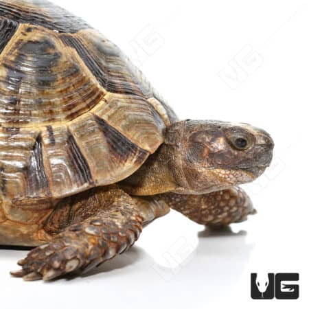 Large Greek tortoise, female, showcasing detailed shell and textured skin.