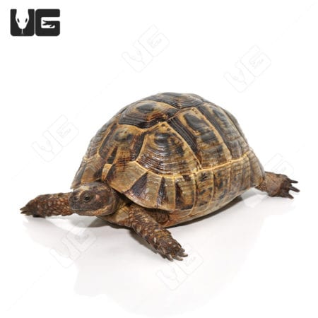 Large female Greek tortoise with detailed shell pattern, ideal for reptile enthusiasts.