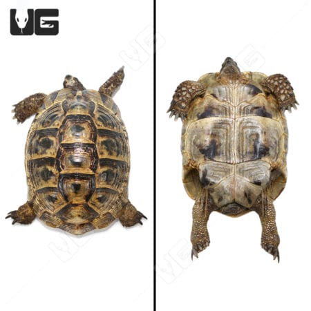 Greek Tortoises (Testudo graeca) For Sale - Underground Reptiles