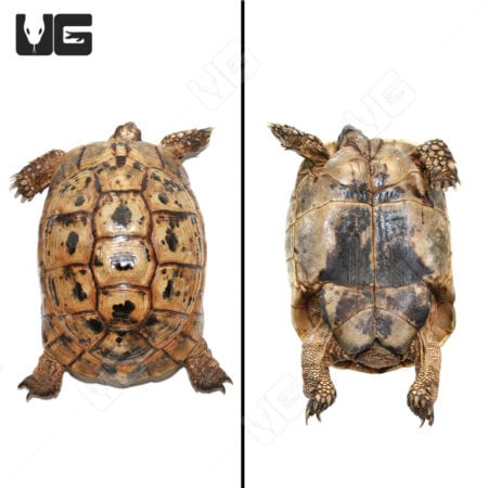 Giant female Greek tortoise with detailed shell pattern and sturdy limbs.