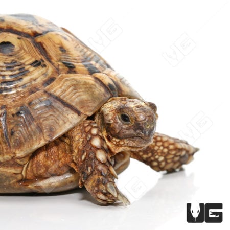 Giant female Greek tortoise with detailed shell and textured skin, ideal for reptile enthusiasts and.