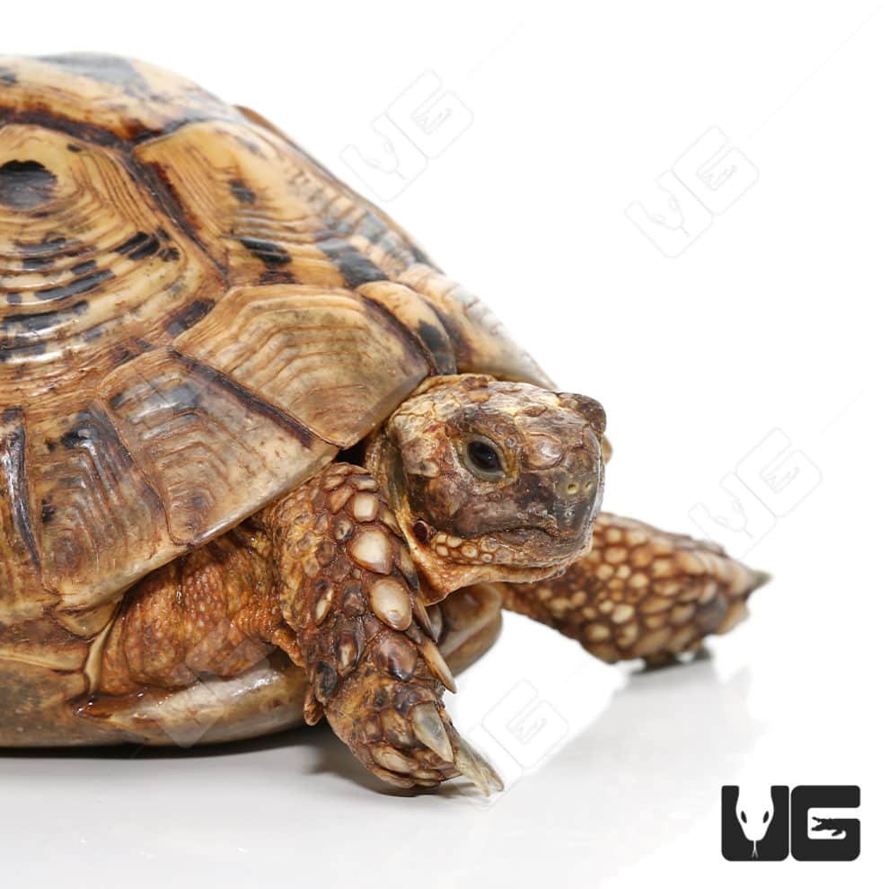 Greek Tortoises For Sale - Underground Reptiles