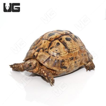 Giant female Greek tortoise with detailed shell pattern and textured skin.