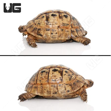Large female Greek tortoise with detailed shell, side view.