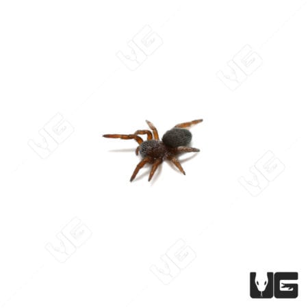 Greek Ladybird Spiders (Eresus walckenaeri)