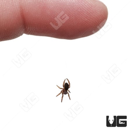 Greek Ladybird Spiders (Eresus walckenaeri)