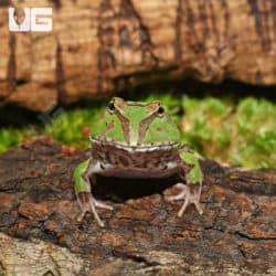 Green Fantasy Pacman Frogs (C. cornuta X C. cranwelli)