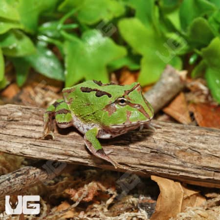 Green Fantasy Pacman Frogs (C. cornuta X C. cranwelli)