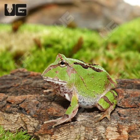 Green Fantasy Pacman Frogs (C. cornuta X C. cranwelli)