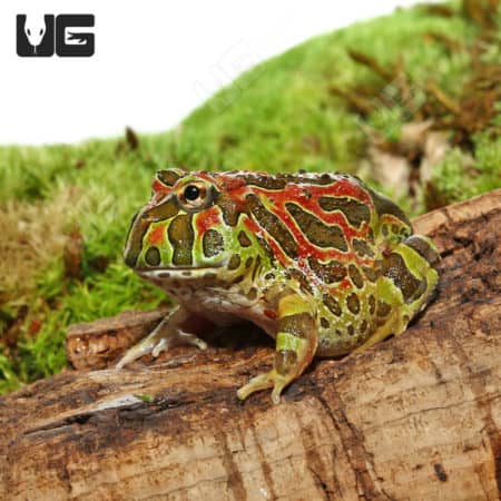 High Red Ornate Pacman Frogs (Ceratophrys ornata)