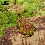 High Red Ornate Pacman Frogs (Ceratophrys ornata)