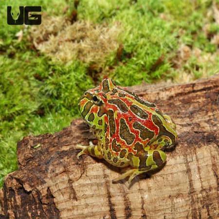 High Red Ornate Pacman Frogs (Ceratophrys ornata)