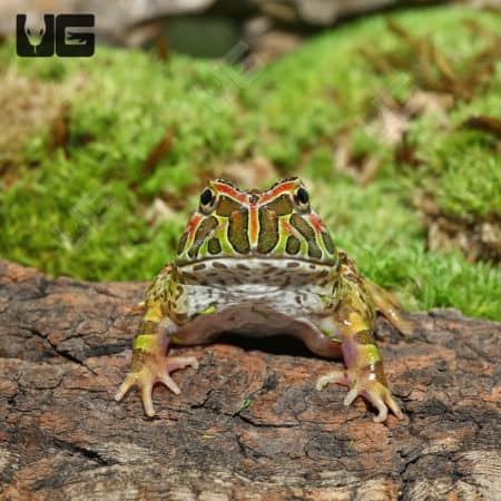 High Red Ornate Pacman Frogs (Ceratophrys ornata)