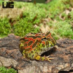 High Red Ornate Pacman Frogs (Ceratophrys ornata)