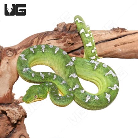 Emerald Tree Boas For Sale - Underground Reptiles