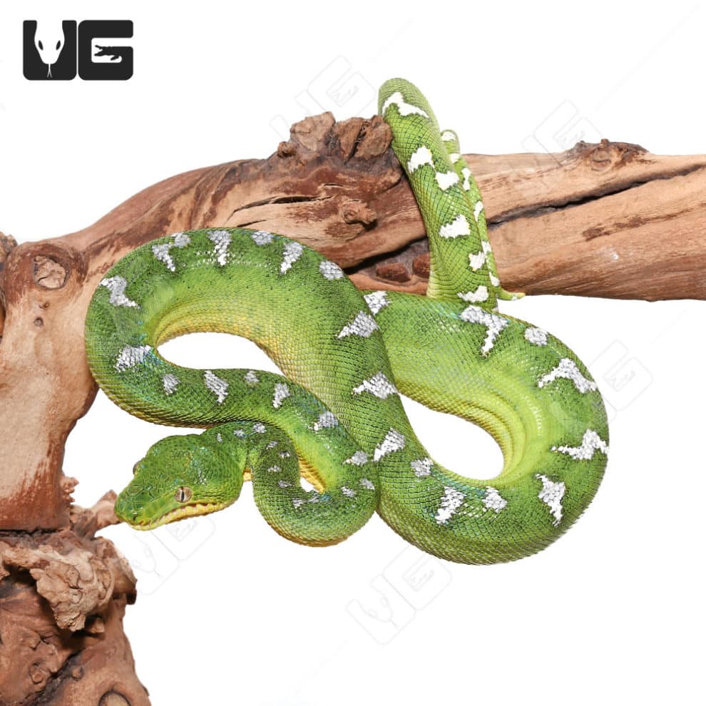 Emerald Tree Boas For Sale Underground Reptiles
