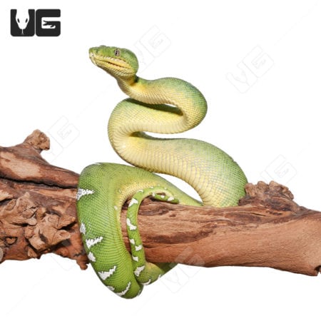 Juvenile Emerald Tree Boa (Corallus caninus) For Sale - Underground Reptiles