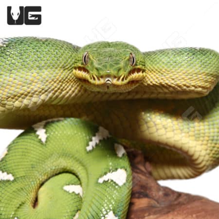 Juvenile Emerald Tree Boa (Corallus caninus) For Sale - Underground Reptiles