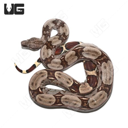 Female Jungle Redtail Boa in vibrant colors, perfect for reptile enthusiasts and collectors.