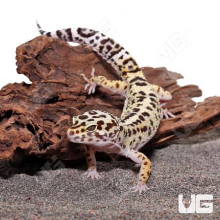 Adult Mack Snow Fire Bold Cross Het Tremper And Eclipse Leopard Geckos (Eublepharis macularius)