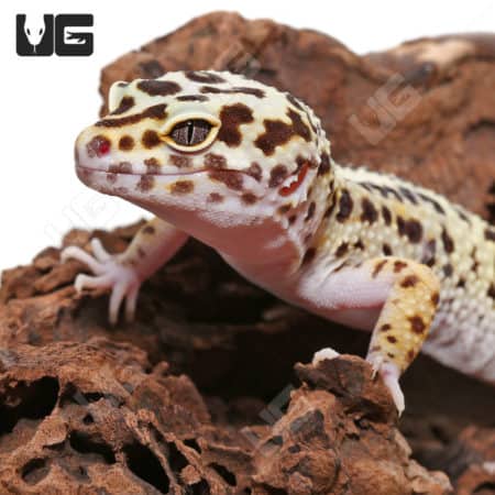 Adult Mack Snow Fire Bold Cross Het Tremper And Eclipse Leopard Geckos (Eublepharis macularius)