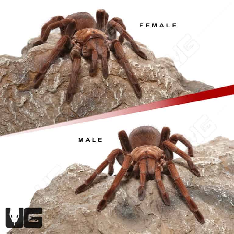 Mascara Giant Birdeater Tarantulas (Pamphobeteus sp Mascara) For Sale