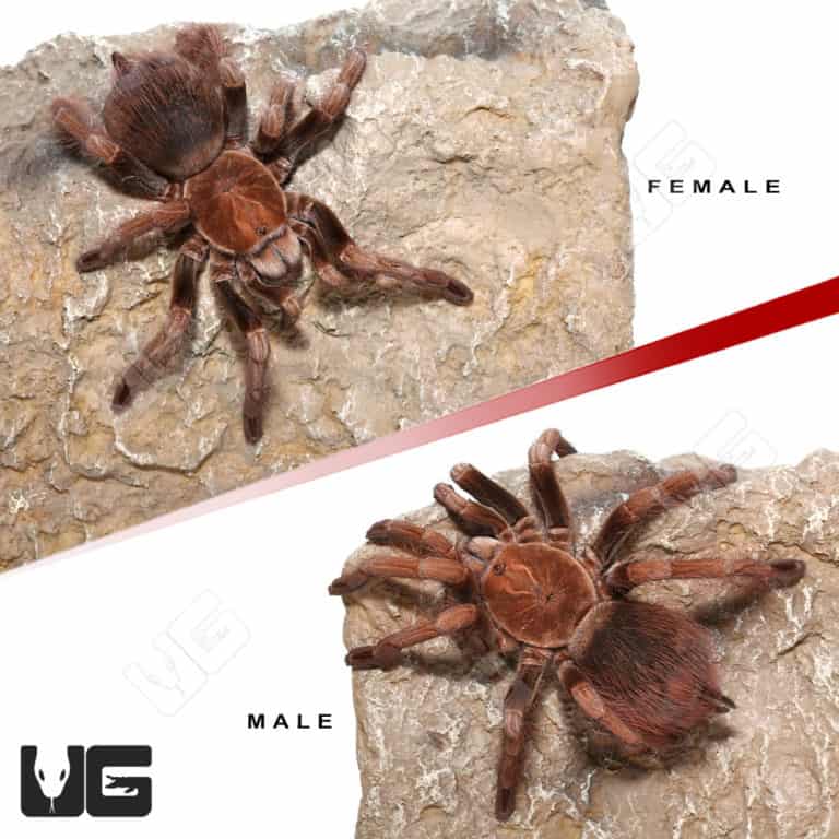 Mascara Giant Birdeater Tarantulas (Pamphobeteus sp Mascara) For Sale