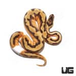 Baby Female Orange Dream Enchi Ball Python(Python regius) For Sale - Underground Reptiles