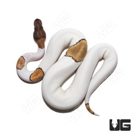 Baby Female Orange Dream Mojave Pied Ball Python (Python regius) For Sale - Underground Reptiles