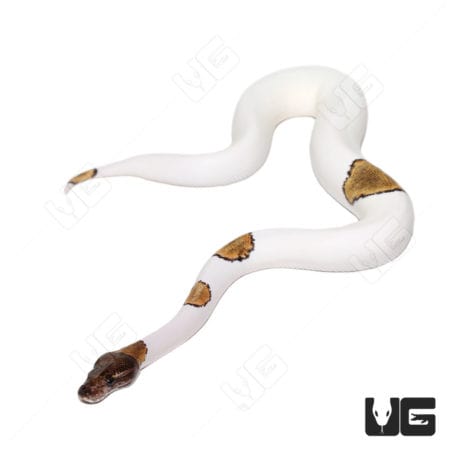 Baby Female Orange Dream Mojave Pied Ball Python (Python regius) For Sale - Underground Reptiles