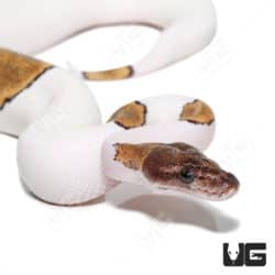 Baby Female Orange Dream Mojave Pied Ball Python (Python regius) For Sale - Underground Reptiles