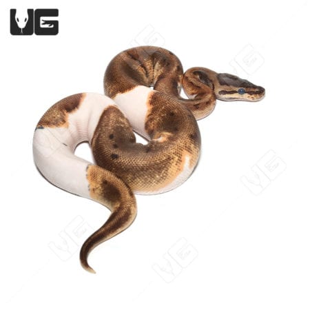 Baby Female Pinstripe Enchi Pied Ball Python(Python regius) For Sale - Underground Reptiles