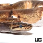 Baby Female Pinstripe Enchi Pied Ball Python(Python regius) For Sale - Underground Reptiles