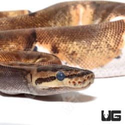 Baby Female Pinstripe Enchi Pied Ball Python(Python regius) For Sale - Underground Reptiles