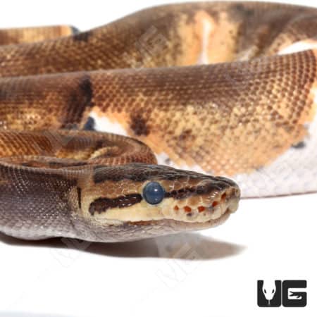 Baby Female Pinstripe Enchi Pied Ball Python(Python regius) For Sale - Underground Reptiles