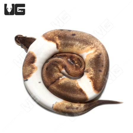 Baby Female Pinstripe Enchi Pied Ball Python(Python regius) For Sale - Underground Reptiles
