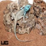 Sinai Agamas (Pseudotrapelus sinaitus) For Sale - Underground Reptiles