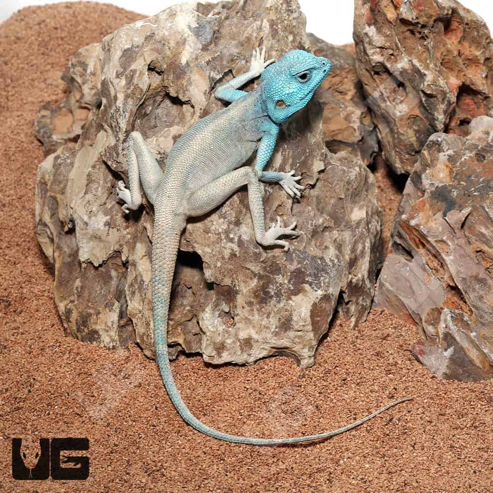 Sinai Agamas (Pseudotrapelus sinaitus) For Sale Underground Reptiles