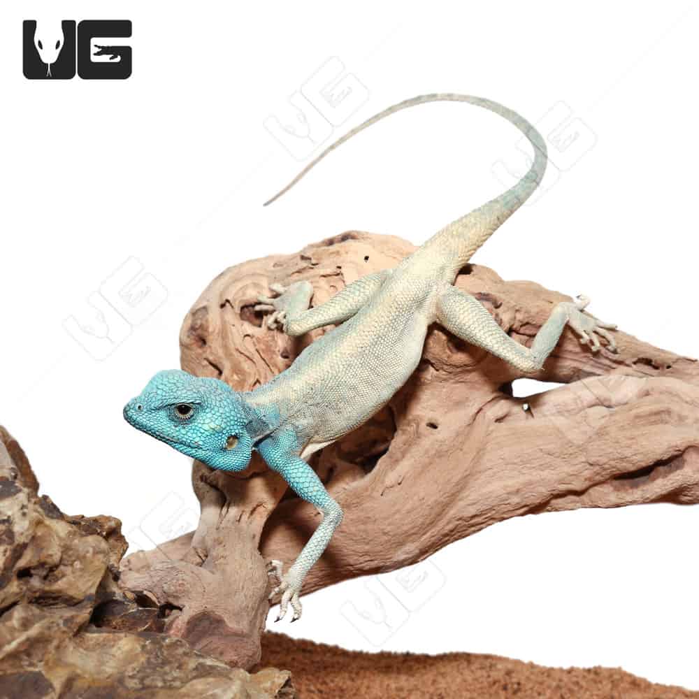 Sinai Agamas (Pseudotrapelus sinaitus) For Sale Underground Reptiles