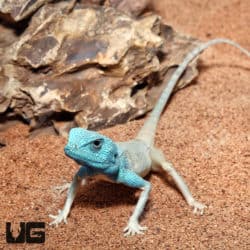 Sinai Agamas (Pseudotrapelus sinaitus) For Sale - Underground Reptiles
