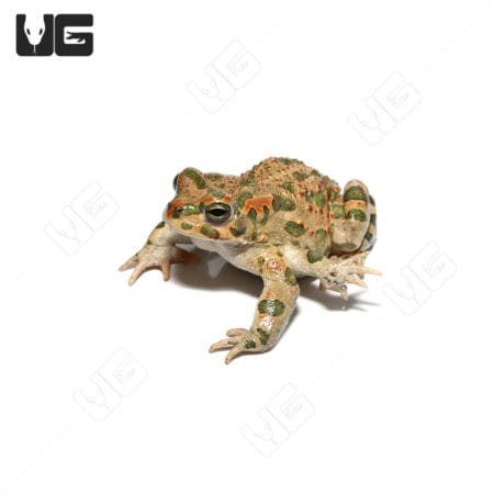 Mutant green toad with six legs, unique reptile for exotic pet enthusiasts.