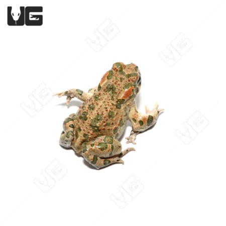 Mutant green toad with six legs, unique reptile for exotic pet enthusiasts.