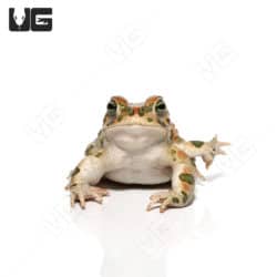 African Green Toad (Bufotes boulengeri) For Sale - Underground Reptiles
