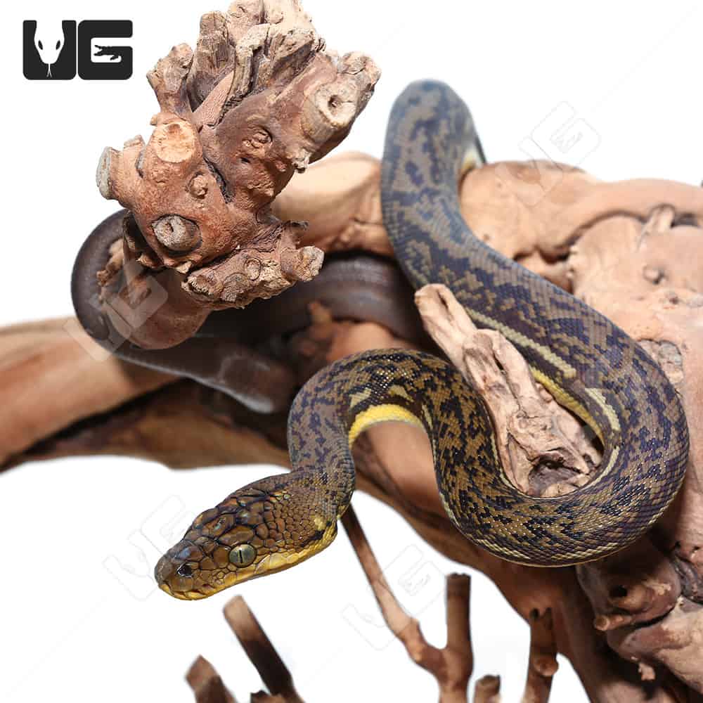 Baby Timor Python (Malayopython timoriensis) For Sale - Underground ...